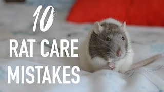 10 Common Mistakes Rat Owners Make [upl. by Byrne]