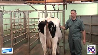 Body Condition scoring BCS Dairy Cows [upl. by Ailbert373]