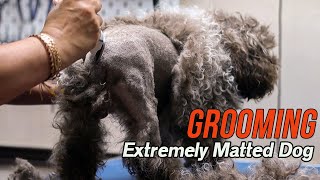 Grooming an EXTREMELY matted dog [upl. by Deirdre]