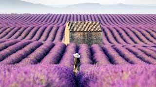 Lavender Fields of the Provence France 4K Stock [upl. by Bechler262]