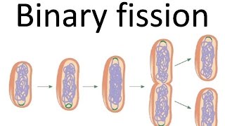 Binary fission of bacteria [upl. by Enohpesrep3]