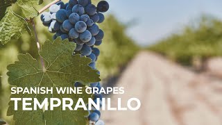 Spanish Wine Grapes Tempranillo [upl. by Noval]