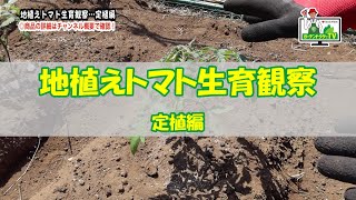 【トマトの育て方】栽培のコツ！～植え付け編～ガーデンドクターTV③ [upl. by Hamford263]