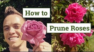 How to Prune Roses the Beginners Guide [upl. by Kaasi266]