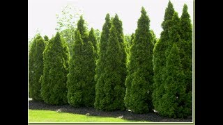 Growing the Emerald Green Arborvitae [upl. by Nnylsia]