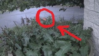 Real Fairy Caught on Tape Amazing Footage [upl. by Wyly397]