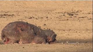 Poor Mama Hippo  Nat Geo Wild [upl. by Haskel]