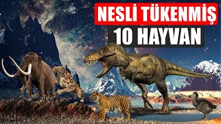 Nesli Tükenen Hayvanlar [upl. by Ashla909]