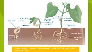 Plant Growth And Development [upl. by Irme]