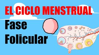 🩸El CICLO MENSTRUAL 🩸 Fase Folicular 🩸Menstruación y Fase proliferativa🩸 [upl. by Nimsay312]