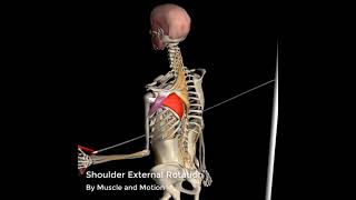 Shoulder External Rotation  3D Anatomy [upl. by Nimajeb]