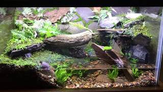 10 gallon paludarium  landwater habitat  part 1 [upl. by Ennovaj]