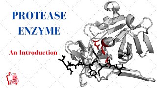 PROTEASE ENZYME An Introduction [upl. by Acissehc]