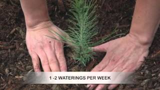 How to Grow Pine Trees from Seed [upl. by Tyree]