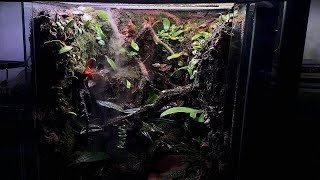 FLYING FROG PALUDARIUM [upl. by Grosmark]