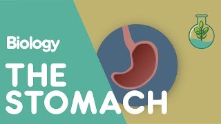 What Does The Stomach Do  Physiology  Biology  FuseSchool [upl. by Gothard]