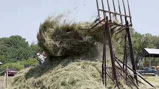 Horse Drawn Loose Haying with an Overshot Stacker [upl. by Allemac]