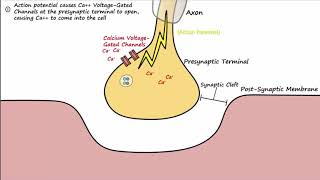 The Neuromuscular Junction Described Concisely [upl. by Aisul]