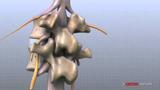 Lumbar Spine Anatomy [upl. by Alejandrina588]