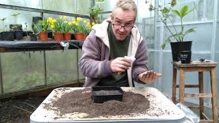 How to grow calendula pot marigolds from seed [upl. by Jovita]