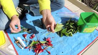 Dipladenia Stem Cuttings Mandevilla [upl. by Ym]