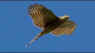 Sparrowhawk Bird Call Bird Song [upl. by Irrot349]