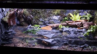 Amazing Salamander Paludarium [upl. by Ileak938]