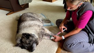 Saying Goodbye to Our 14 Year Old Norwegian Elkhound – Euthanasia in Our Home [upl. by Nananne364]