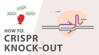 WHAT IS CRISPR  GENE EDITING EXPLAINED [upl. by Ful]