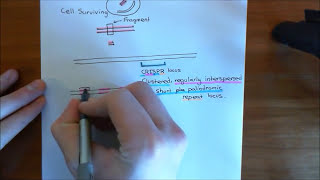 CRISPR Cas9  A Brief Introduction [upl. by Artemus61]