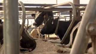 Follow Milks Journey from Farm to Store [upl. by Pool]