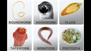 Microbiology of Parasites [upl. by Anniroc]