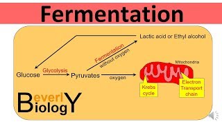 Glycolysis and Fermentation updated [upl. by Funch]