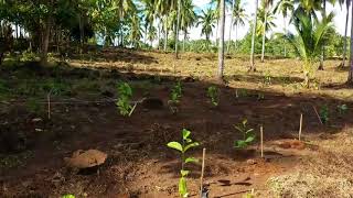 Coffee Planting [upl. by Berta]