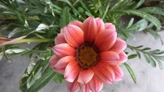 How to Grow Gazanias  tips amp care [upl. by Enorel379]