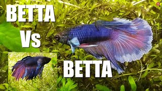 2 MALE BETTAS in the SAME TANK  Watch This  Part 1 [upl. by Materse]