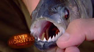 The Brutal Black Piranha  PIRANHA  River Monsters [upl. by Jewelle]