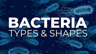 BACTERIA TYPES AND SHAPES [upl. by Carrnan]