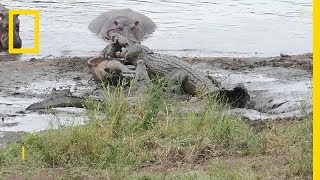 Hippopotames contre crocodiles [upl. by Nimsaj]