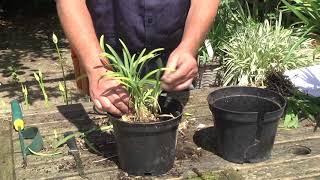 DIVIDING amp REPOTTING AGAPANTHUS [upl. by Tressa]