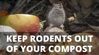 5 Tips to Keep Rodents Out of Your Compost [upl. by Damas]