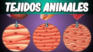 TEJIDOS ANIMALES Biología desde Cero [upl. by Maibach228]