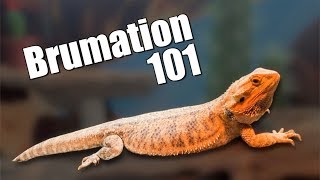 Bearded Dragon Brumation [upl. by Gussie]