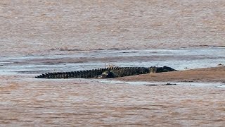 Amazing footage of giant 7m crocodile  Filmed in the wild [upl. by Lerrej563]