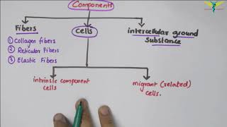 Connective Tissue  Basic Histology [upl. by Ainomar]