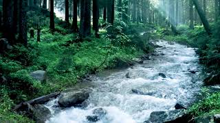 Beautiful Mountain River Flowing Sound Forest River Relaxing Nature Sounds Sleep Relax 10 hours [upl. by Ttirrem878]