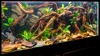 Suriname Toad Pipa pipa Aquascape with Underwater Moss Wall [upl. by Anor]