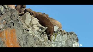 Walruses Falling From Cliff [upl. by Ellon76]