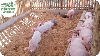 How to Make Nosmell Pig Pen Backyard Piggery Baboyang Walang Amoy [upl. by Vaclava368]