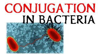 Conjugation in bacteria [upl. by Colene]